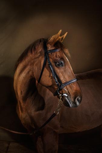 horsesheadphotograph